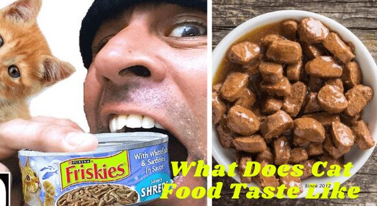 What Does Cat Food Taste Like