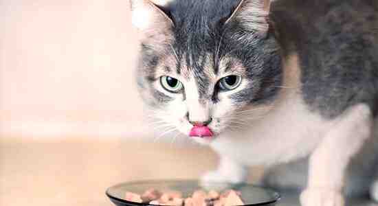 What Does Indoor Cat Food 