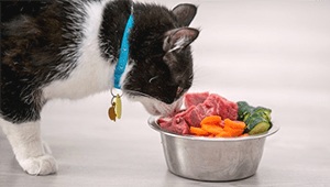 What Does Indoor Cat Food Mean