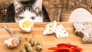 What Human Foods Are Good For Cats
