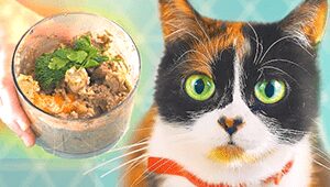 What Is Pate Cat Food