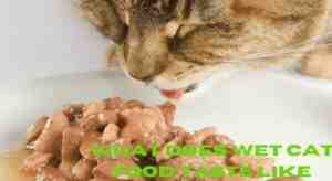 What does wet cat food taste like