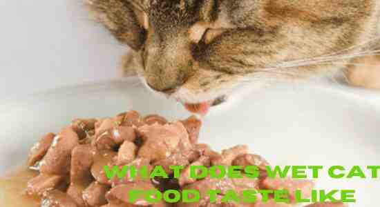 What does wet cat food taste like