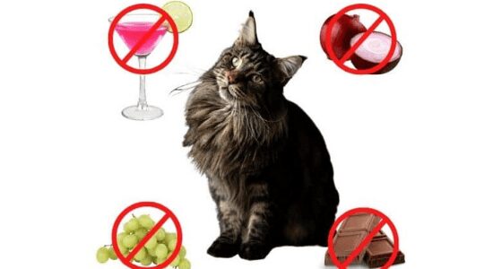 What human foods are bad for cats