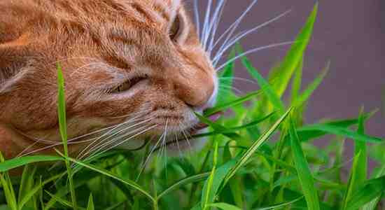 Why should I feed my indoor cat grass