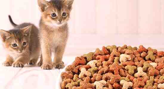 indoor cats need kitten food