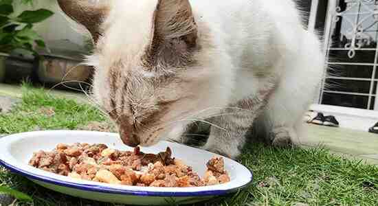  Best Food To Feed A Siamese Cat