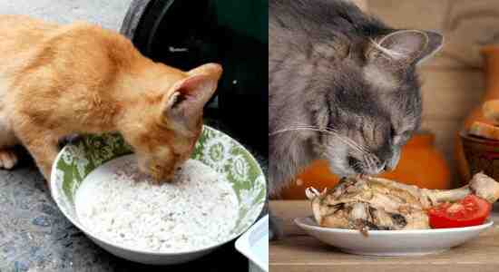 Can Cats Eat Chicken And Rice