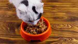Cat Food Gravy Recipe