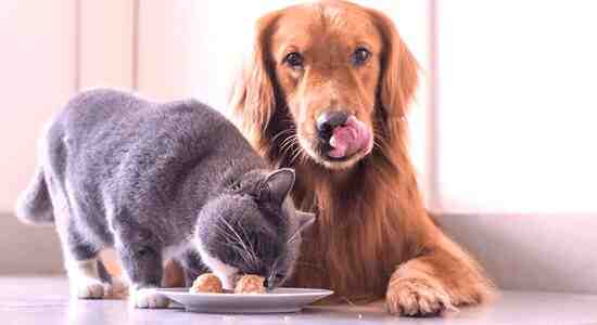 Cat Food Hurt A Dog