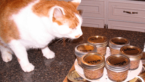 Cat Food Recipes For Older Cats