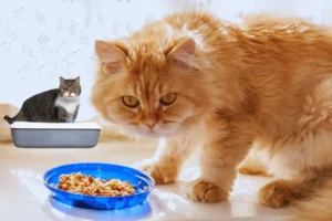 Homemade Cat Food Recipe for Urinary Crystals