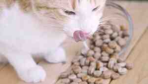 Homemade Salmon Cat Food Recipe