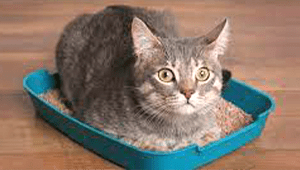 Homemade cat food recipe for urinary crystals