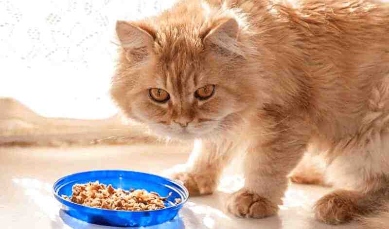 Homemade cat food recipe for urinary crystals