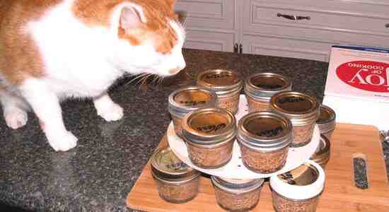 How Long Does Canned Cat Food Last