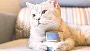 How Long Does Canned Cat Food Last