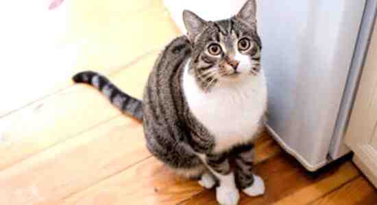 How Long Can Wet Cat Food Stay Out Of The Fridge The Perfect Answer 
