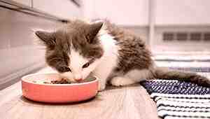 How Much Does Cat Food Cost Per Month