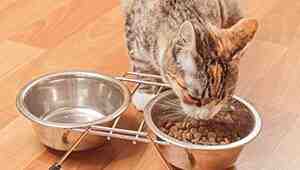 How Much Dry Cat Food Per Day