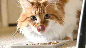 How Often To Switch Cat Food
