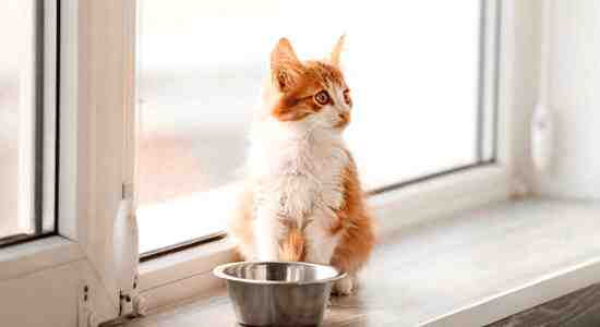 How Often To Switch Cat Food