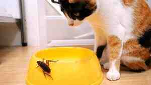 How To Keep Cockroaches Away From Cat Food