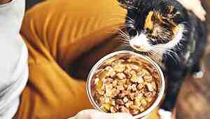 How To Make Healthy Cat Food At Home