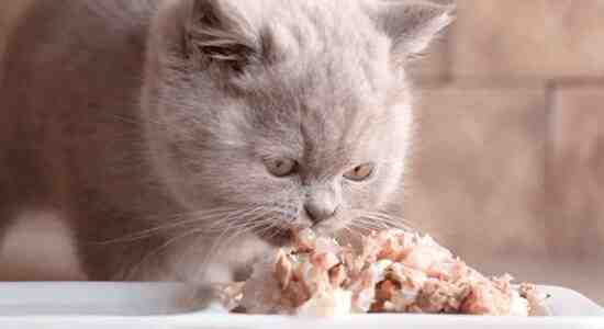 How To Make Healthy Cat Food At Home