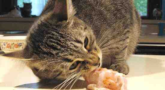 How To Prepare Raw Food For Cats