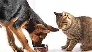 How To Separate Cat Food From Dog