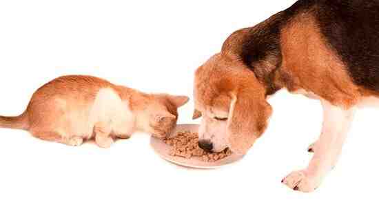 How To Separate Cat Food From Dog