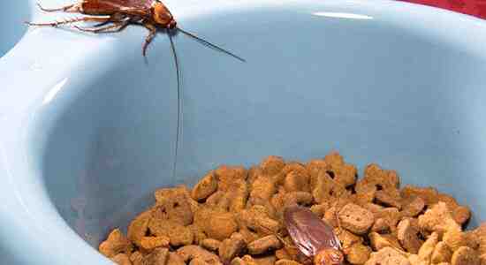 How to keep cockroaches away from cat food