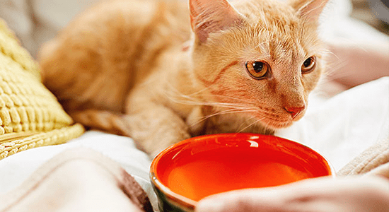Hyperthyroid Cat Food Recipe