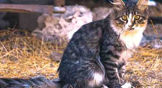 Hyperthyroidism In Cats
