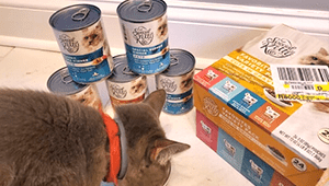 Is Special Kitty Wet Food Good For Cats