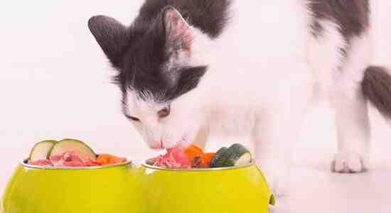 Organic cat food Health