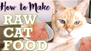 Raw Cat Food Recipes Without A Grinder