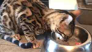 Raw Food Recipes For Bengal Cats