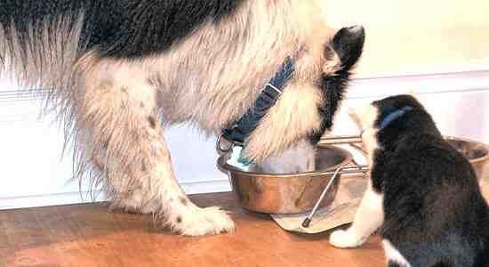 Separate Cat Food From Dog