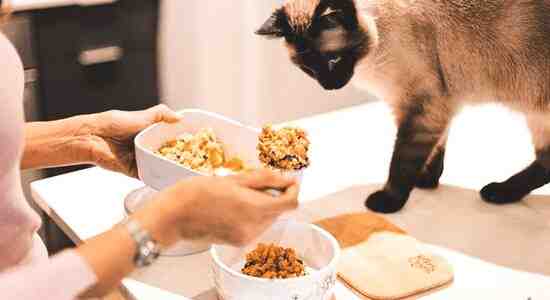 Siamese cat food recipes