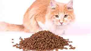 When Does Cat Food Expire