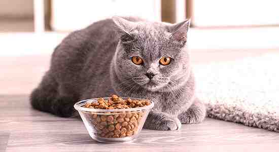 Where Does Purina Cat Food Come From