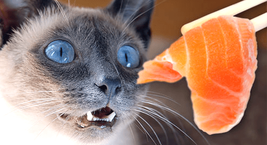 Why Give Your Cat Salmon