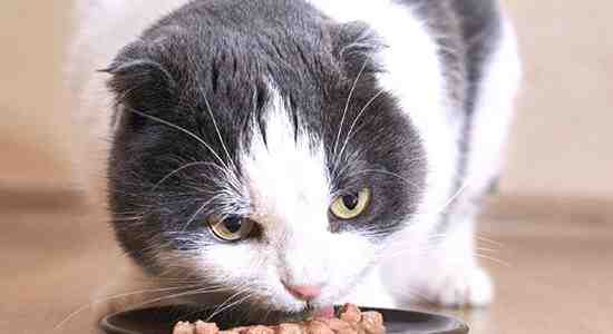 cat food recipes for older cats