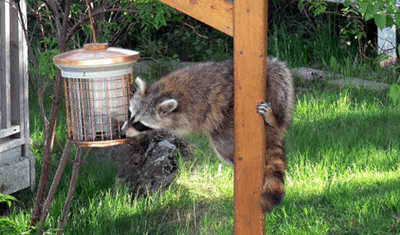 A Raccoon-Proof Feeder