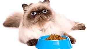 Best Homemade Food for Persian Cats