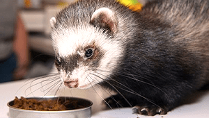 Can Ferrets Eat Cat Food