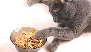 Why Do Cats Play With Their Food
