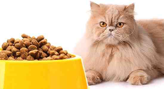 Homemade Food To Your Persian Cat